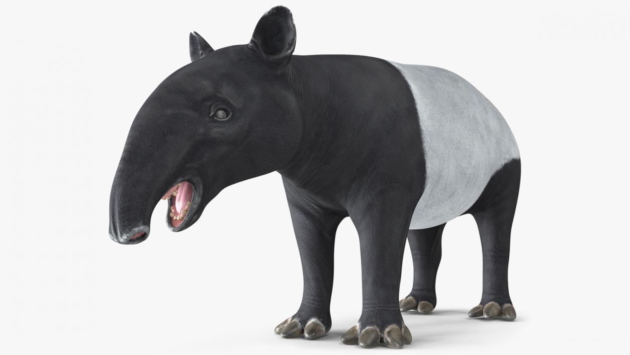 3D model Rigged South American Mammals Collection