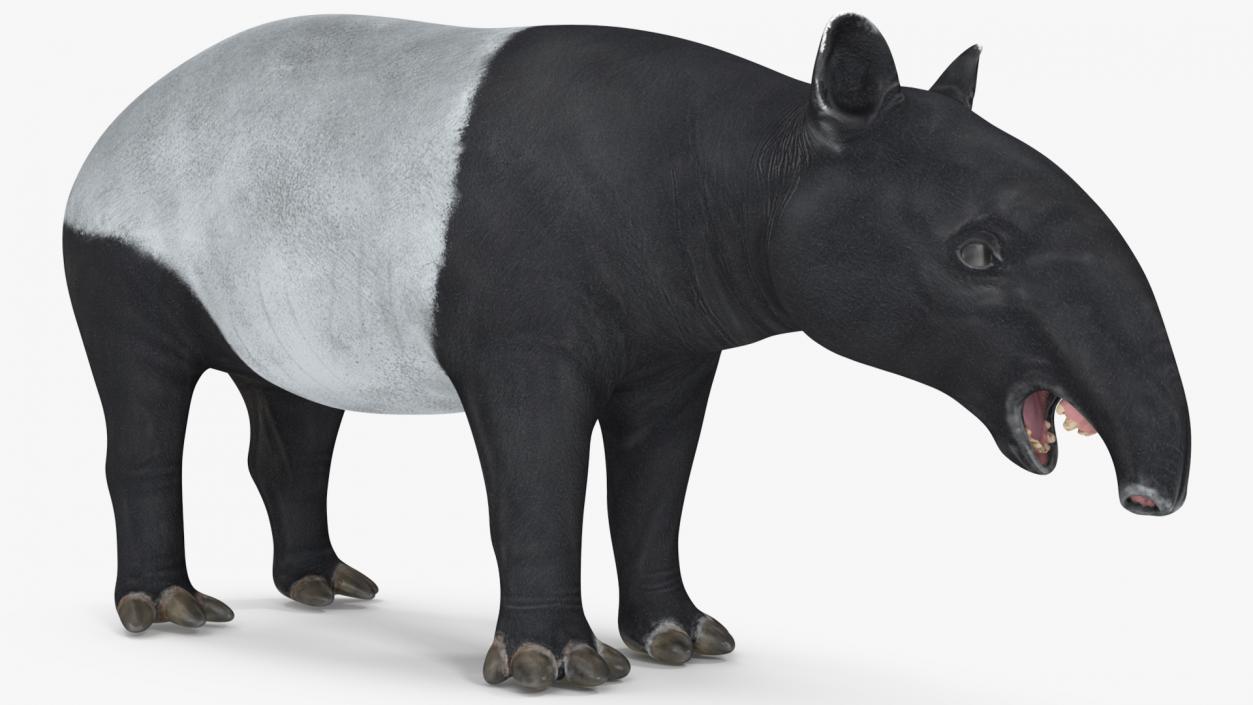 3D model Rigged South American Mammals Collection