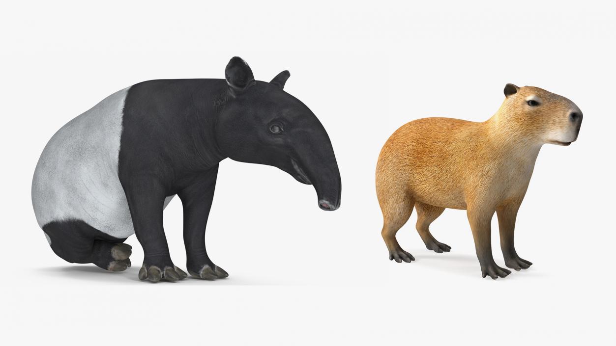 3D model Rigged South American Mammals Collection