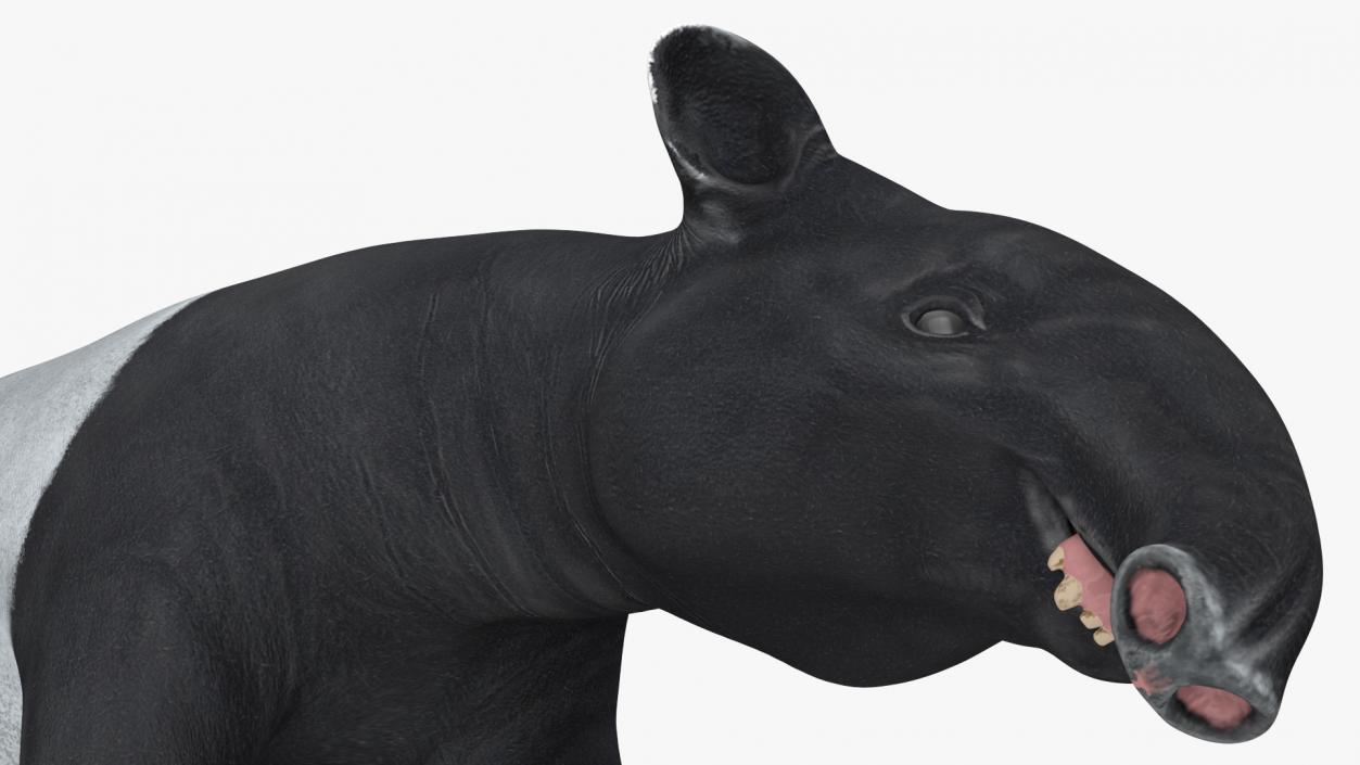 3D model Rigged South American Mammals Collection