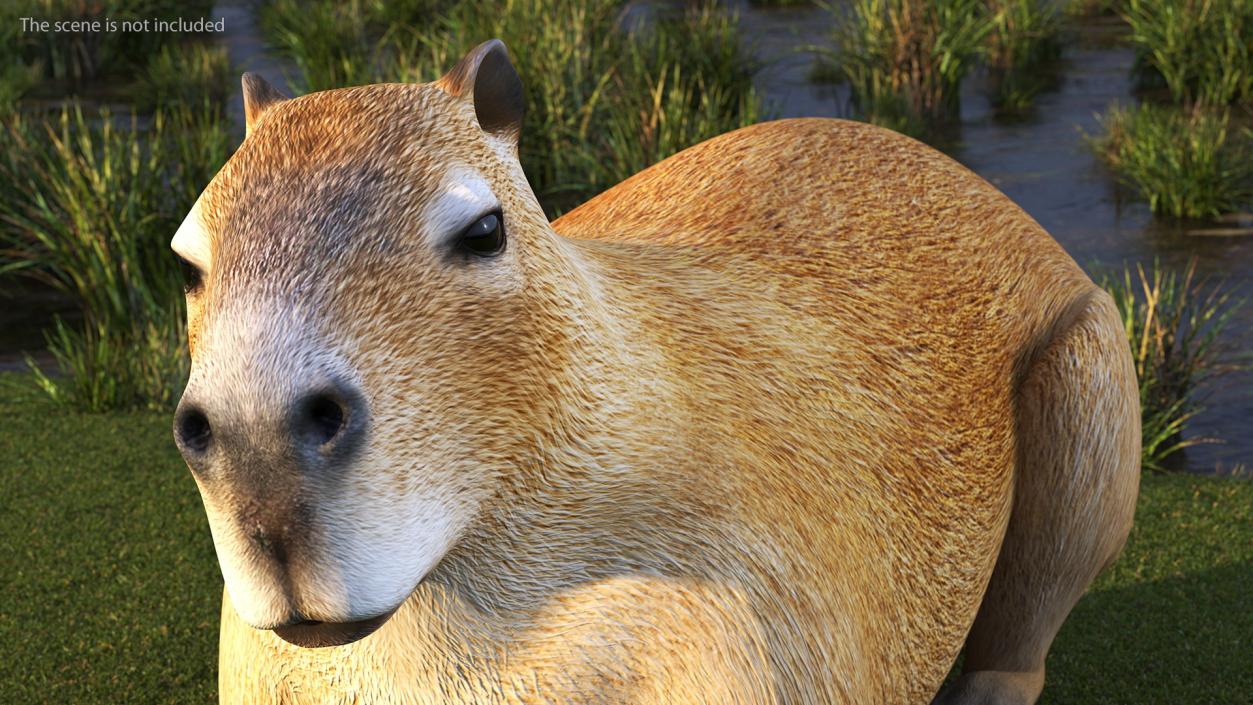 3D model Rigged South American Mammals Collection