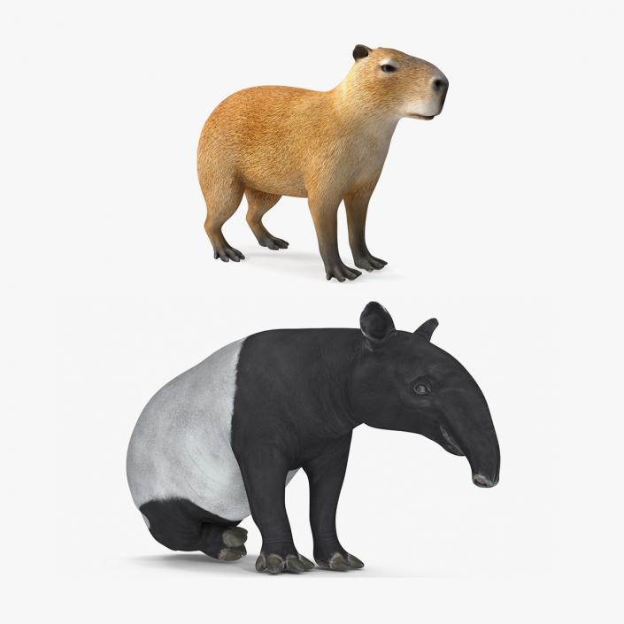 3D model Rigged South American Mammals Collection