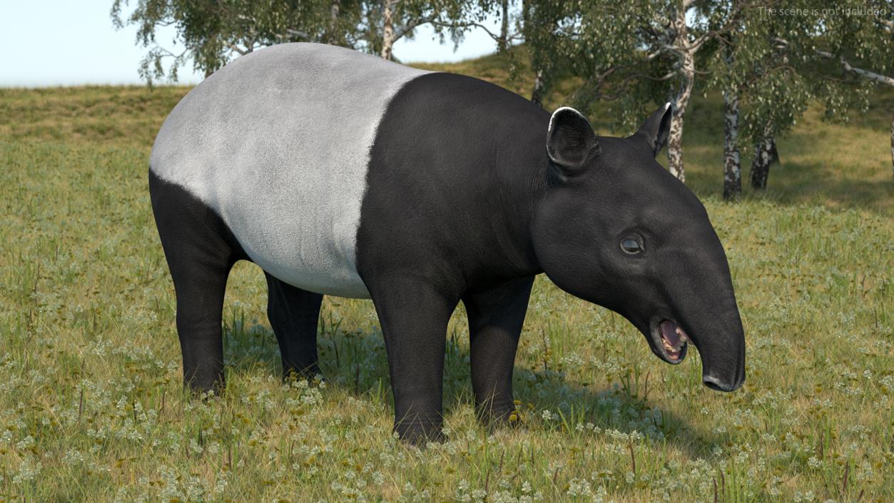 3D model Rigged South American Mammals Collection