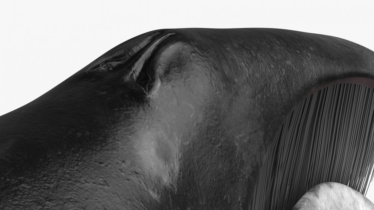 Whales Collection 3 3D model