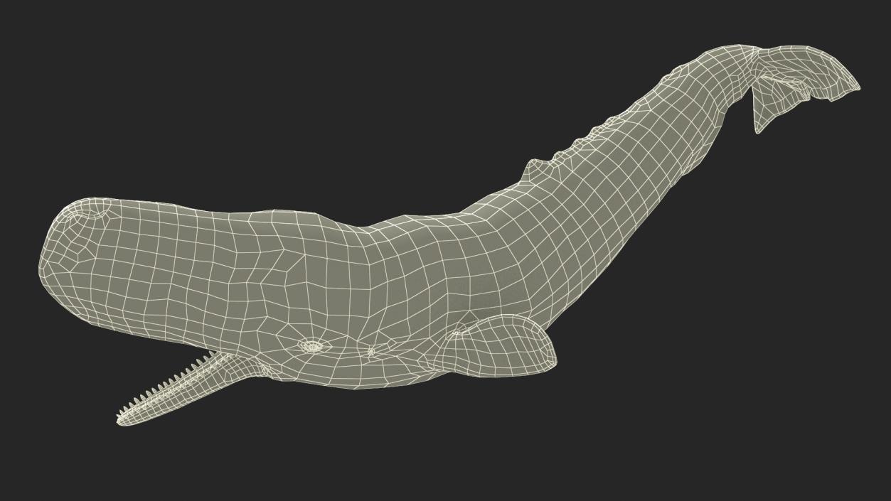 Whales Collection 3 3D model