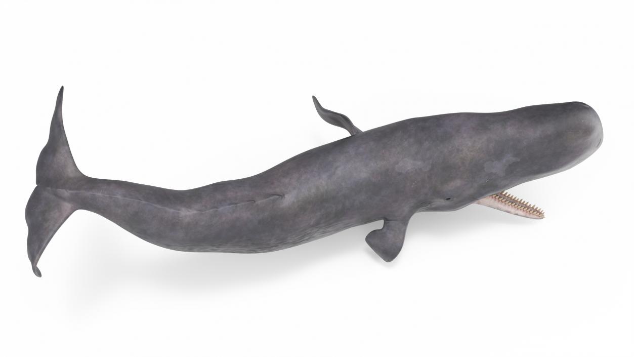 Whales Collection 3 3D model