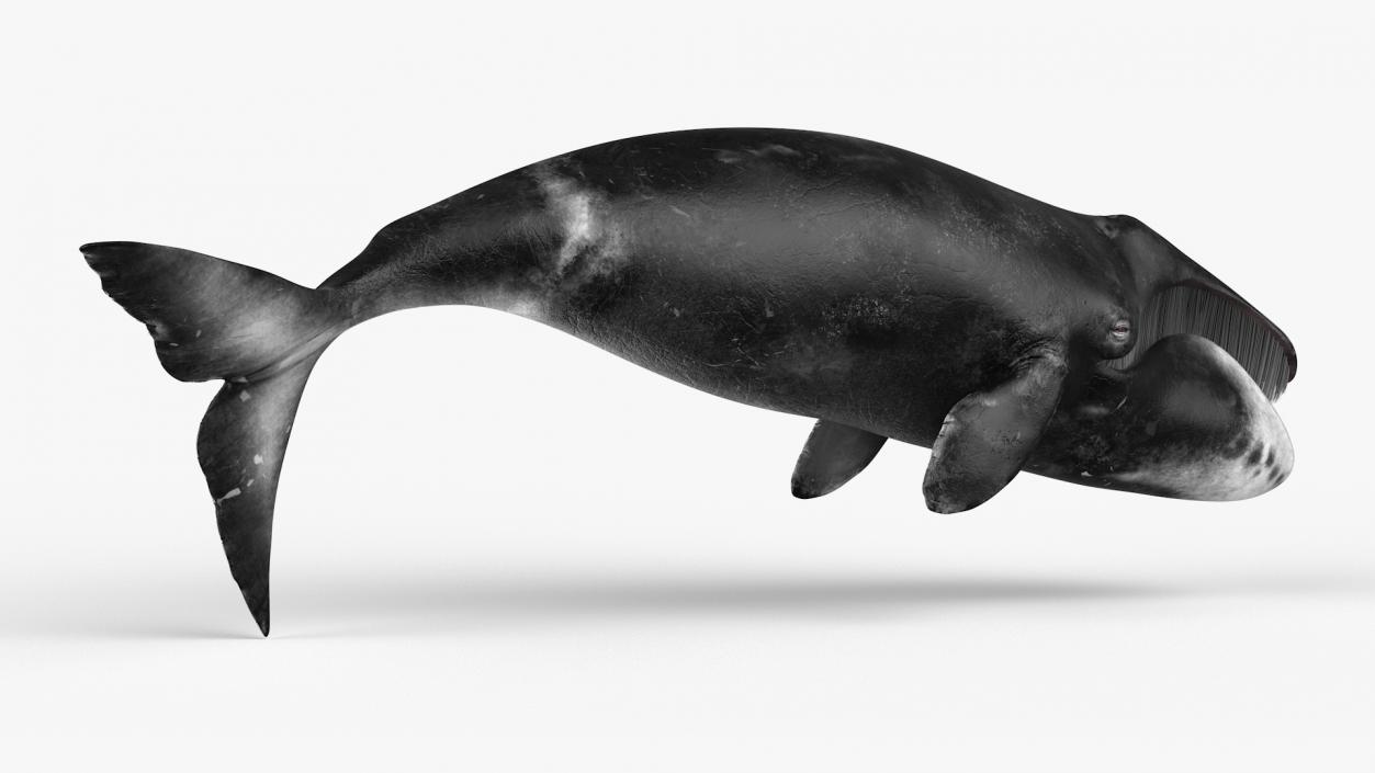 Whales Collection 3 3D model