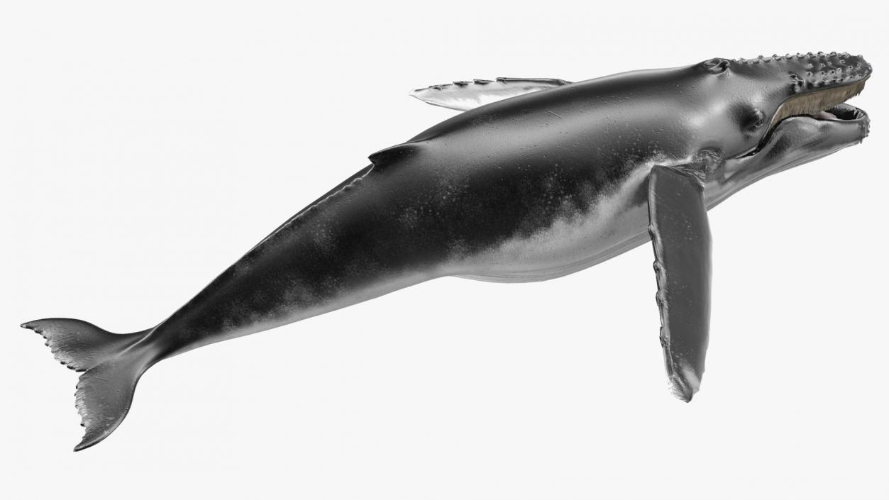 Whales Collection 3 3D model