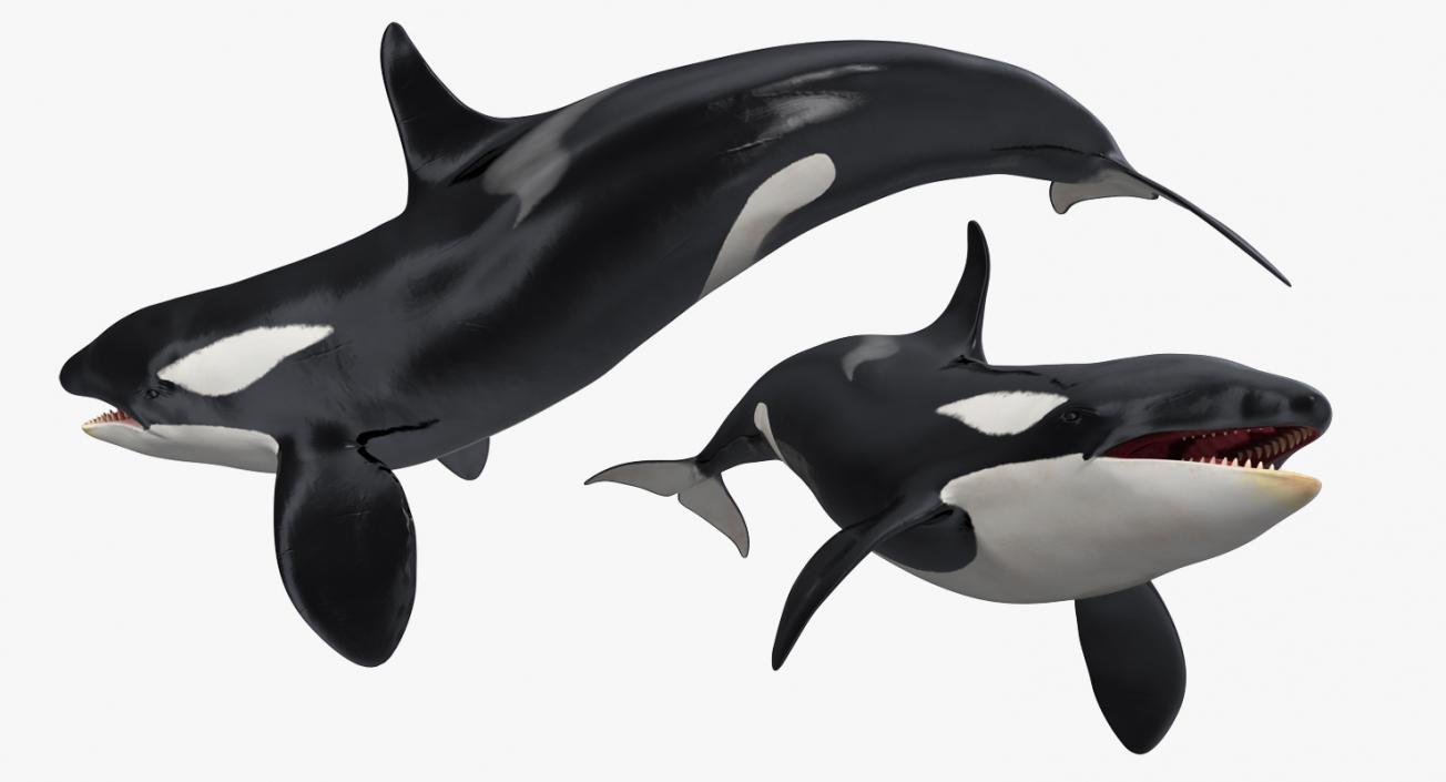 Whales Collection 3 3D model