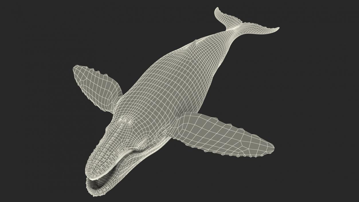 Whales Collection 3 3D model