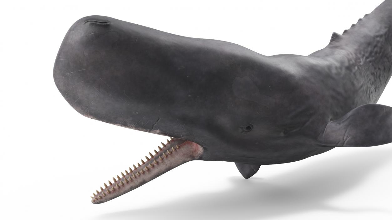 Whales Collection 3 3D model