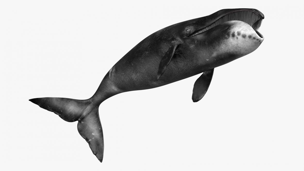 Whales Collection 3 3D model