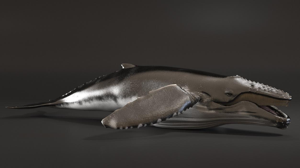 Whales Collection 3 3D model