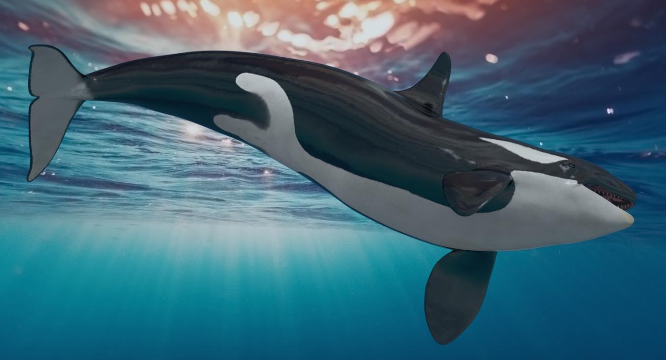 Whales Collection 3 3D model