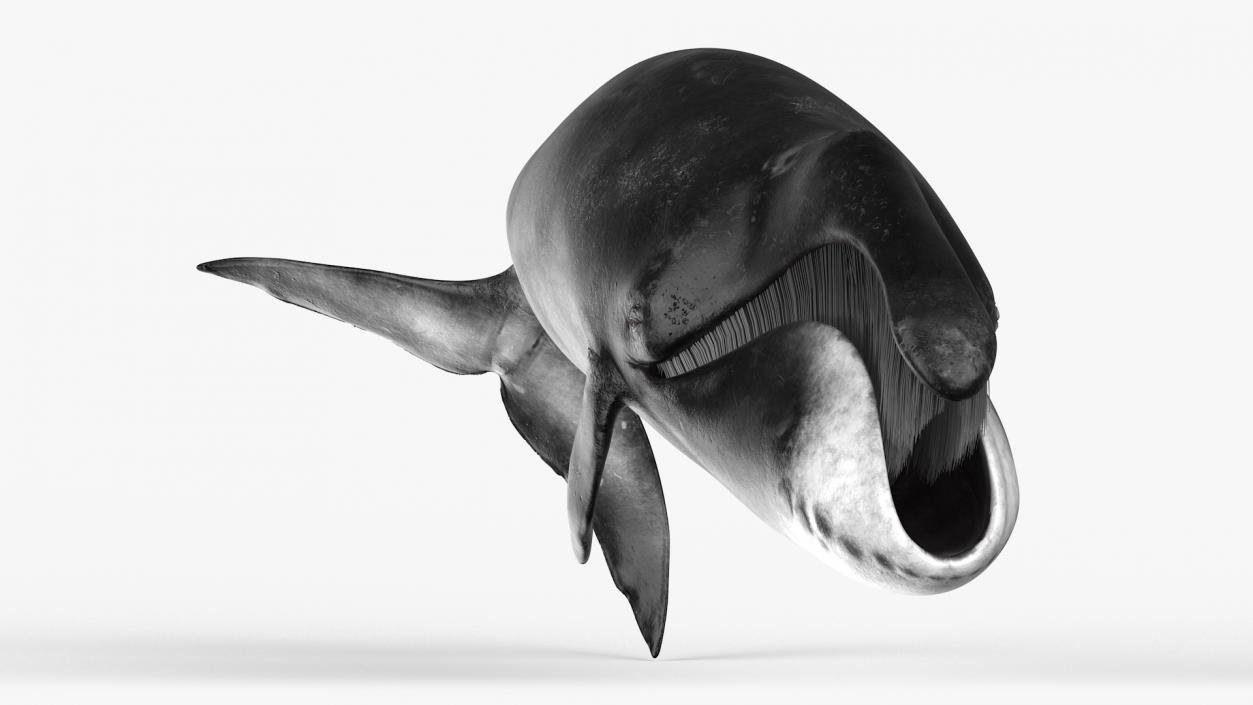 Whales Collection 3 3D model