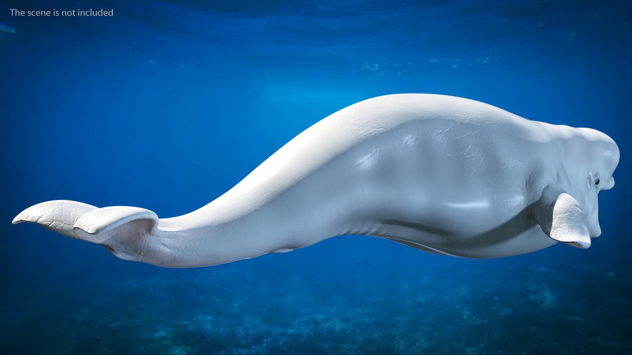 Whales Collection 3 3D model