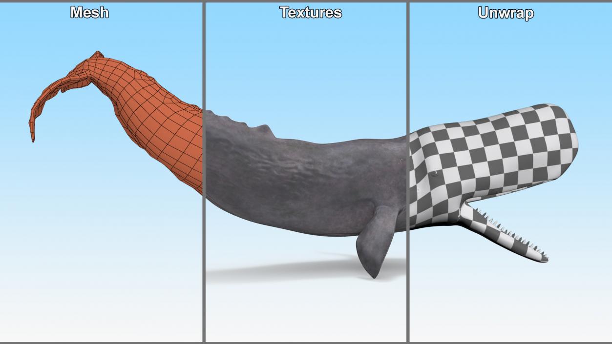 Whales Collection 3 3D model