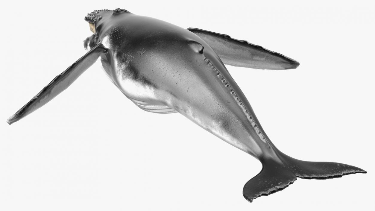 Whales Collection 3 3D model