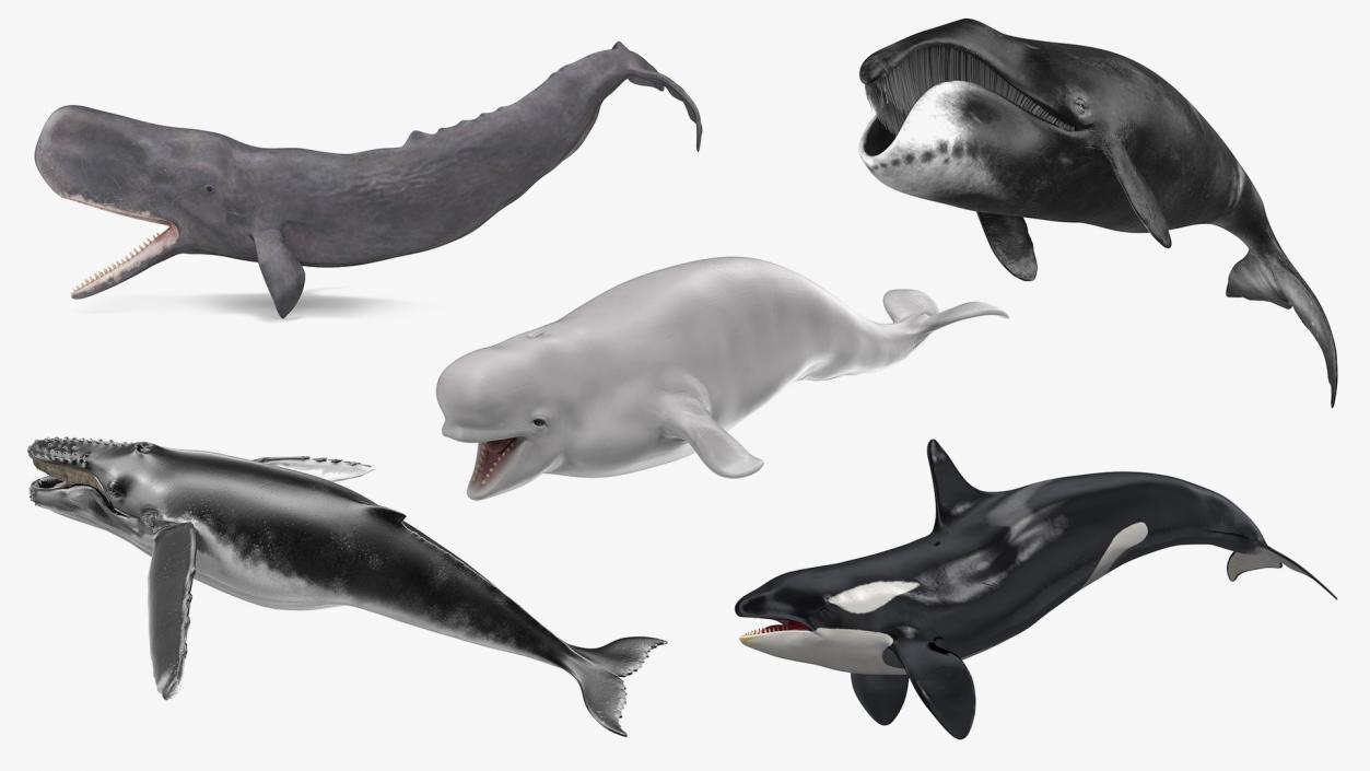 Whales Collection 3 3D model