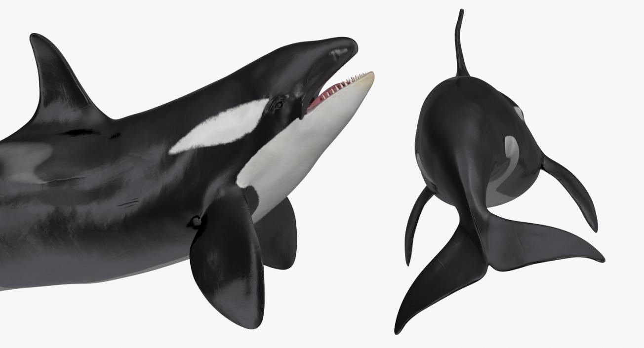 Whales Collection 3 3D model