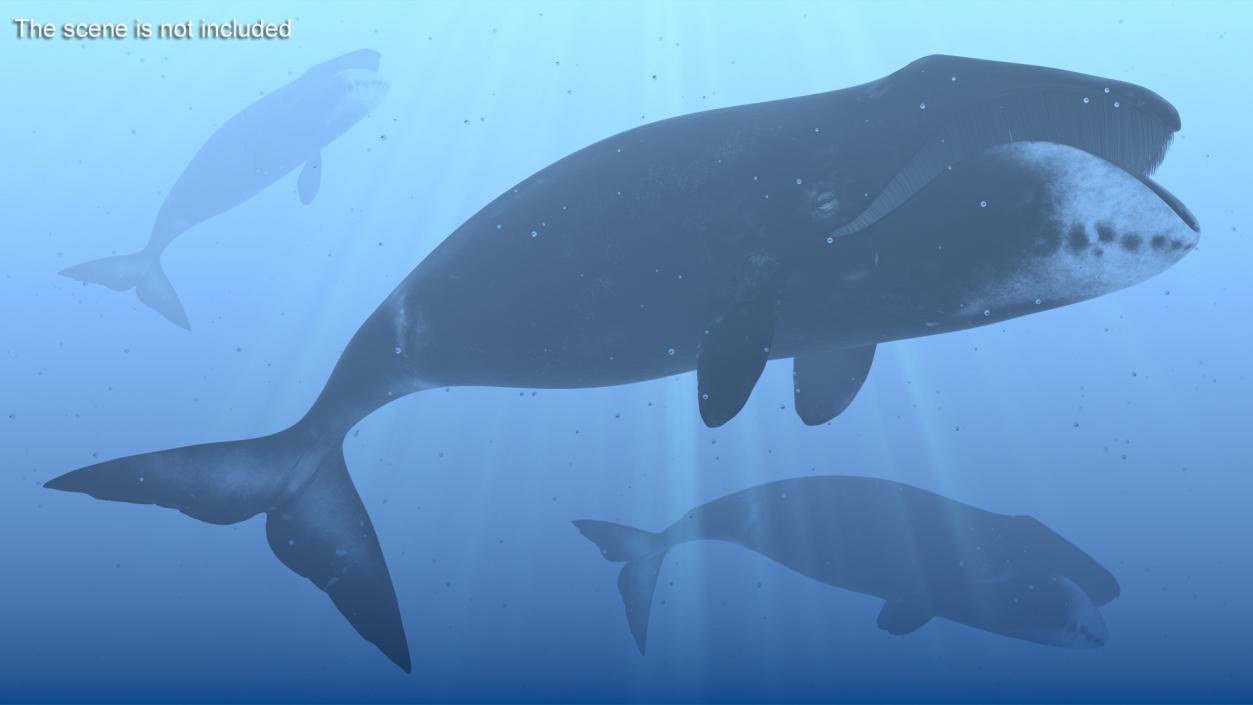 Whales Collection 3 3D model