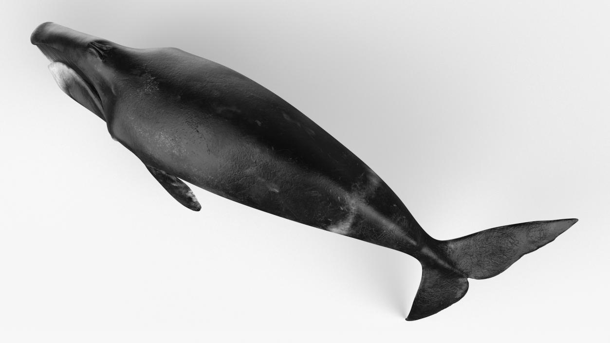 Whales Collection 3 3D model