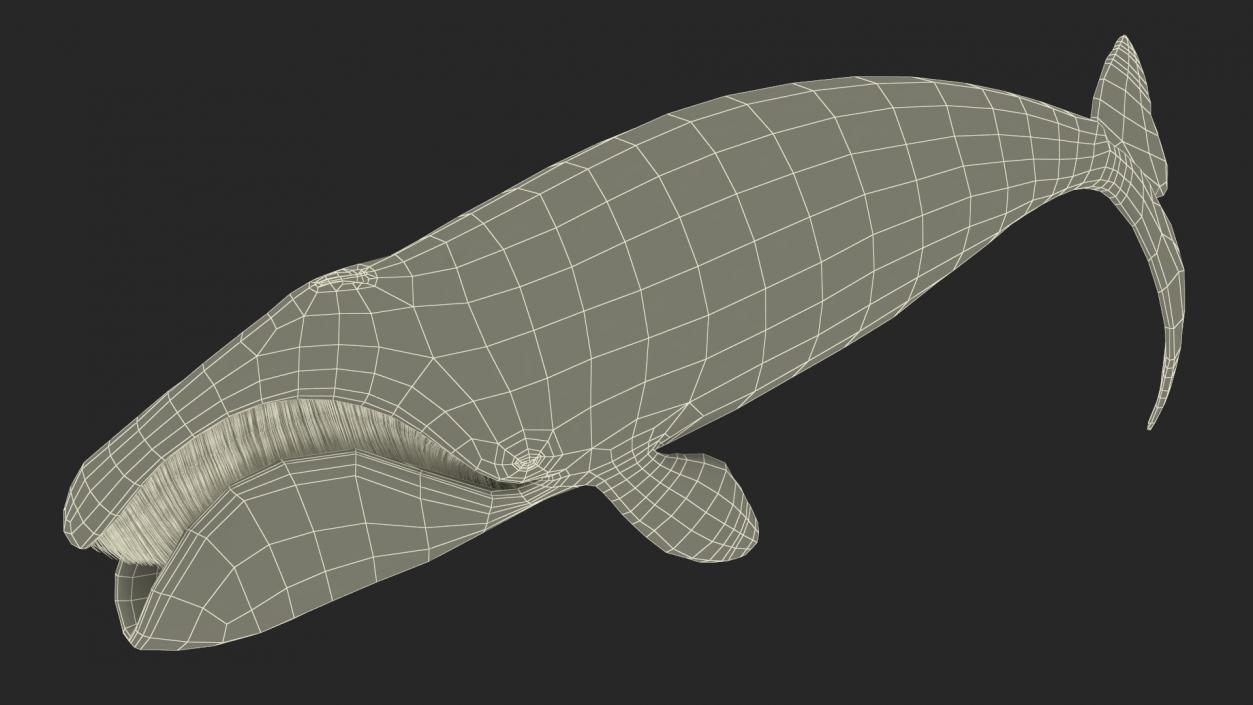 Whales Collection 3 3D model