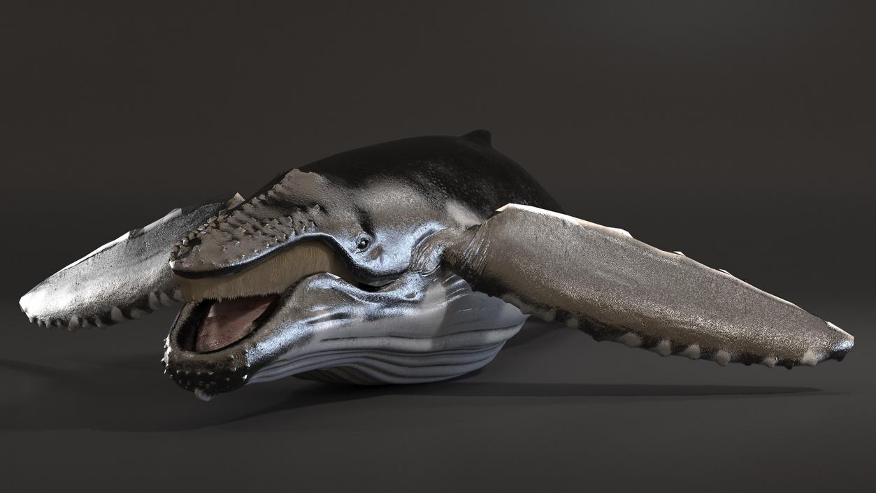 Whales Collection 3 3D model