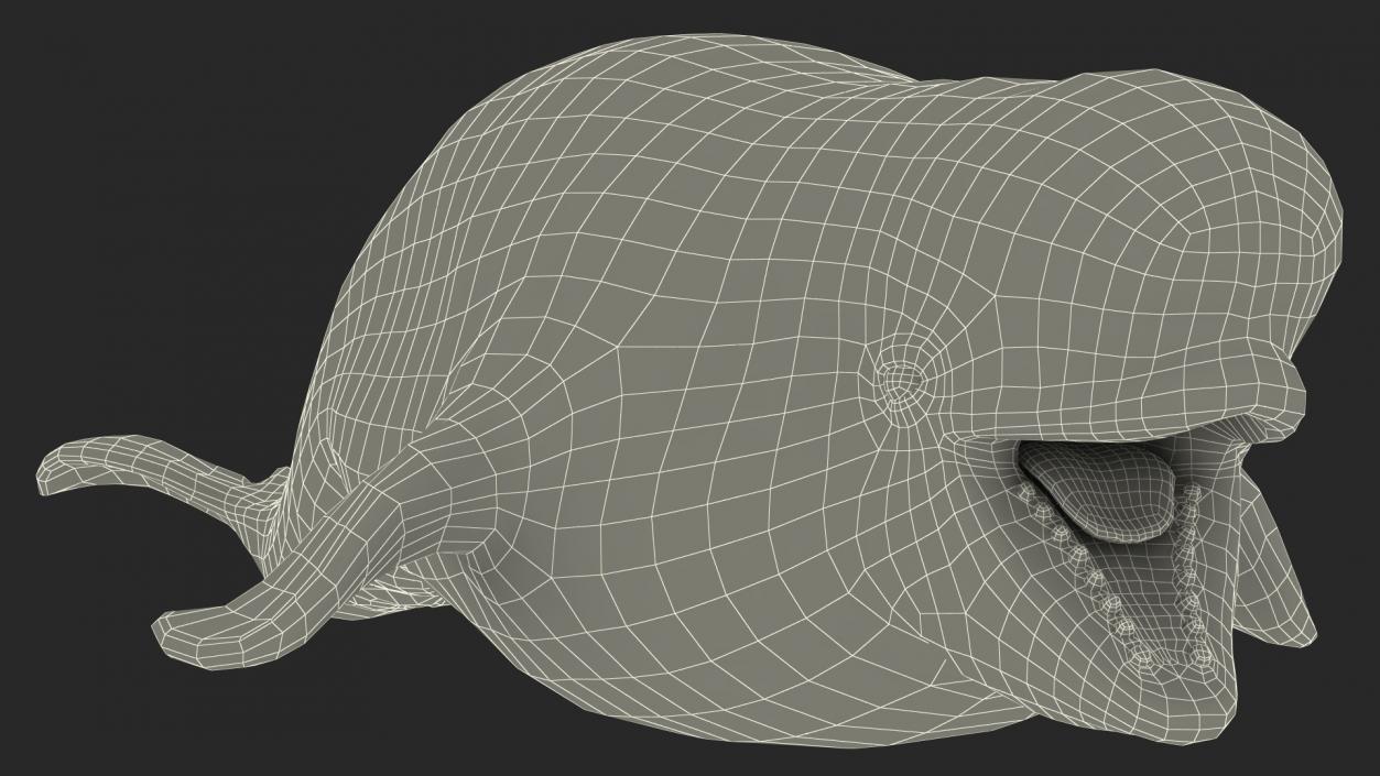 Whales Collection 3 3D model