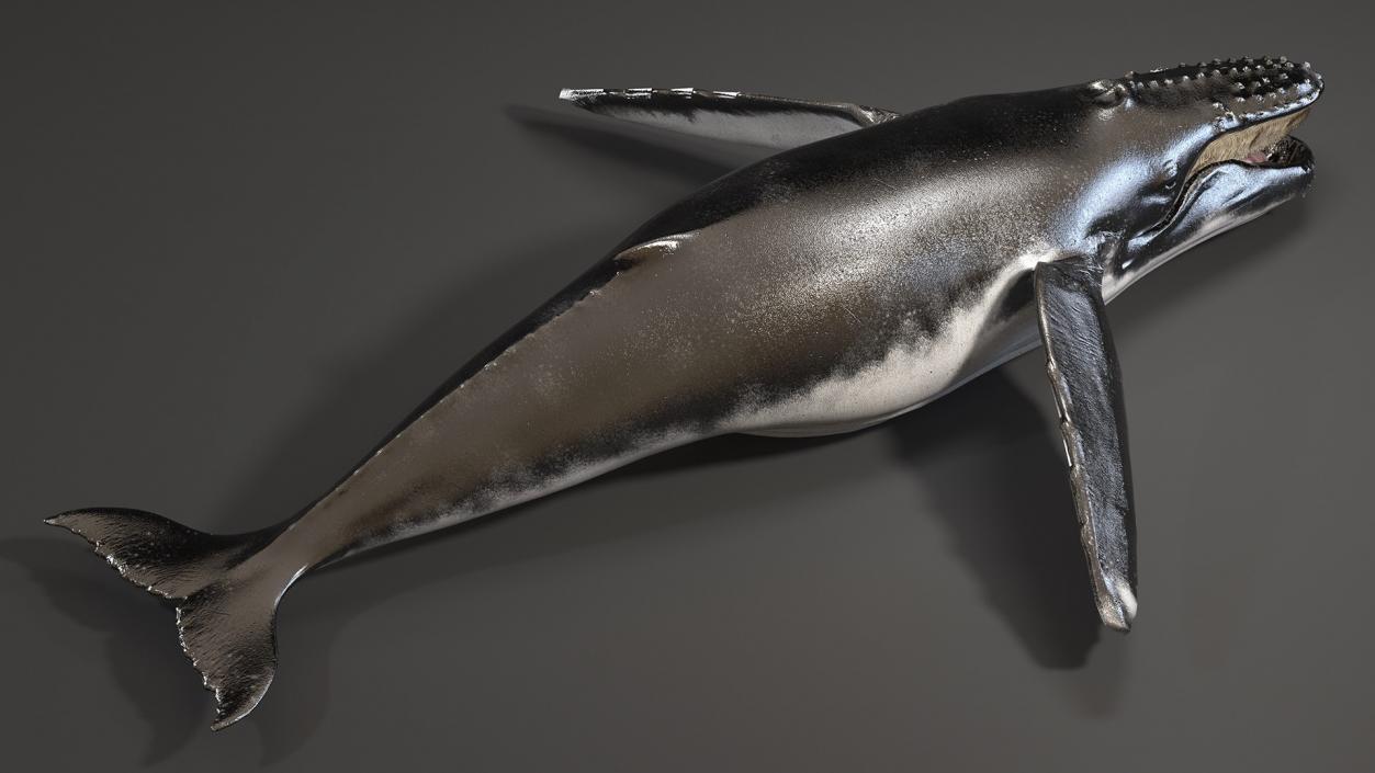 Whales Collection 3 3D model