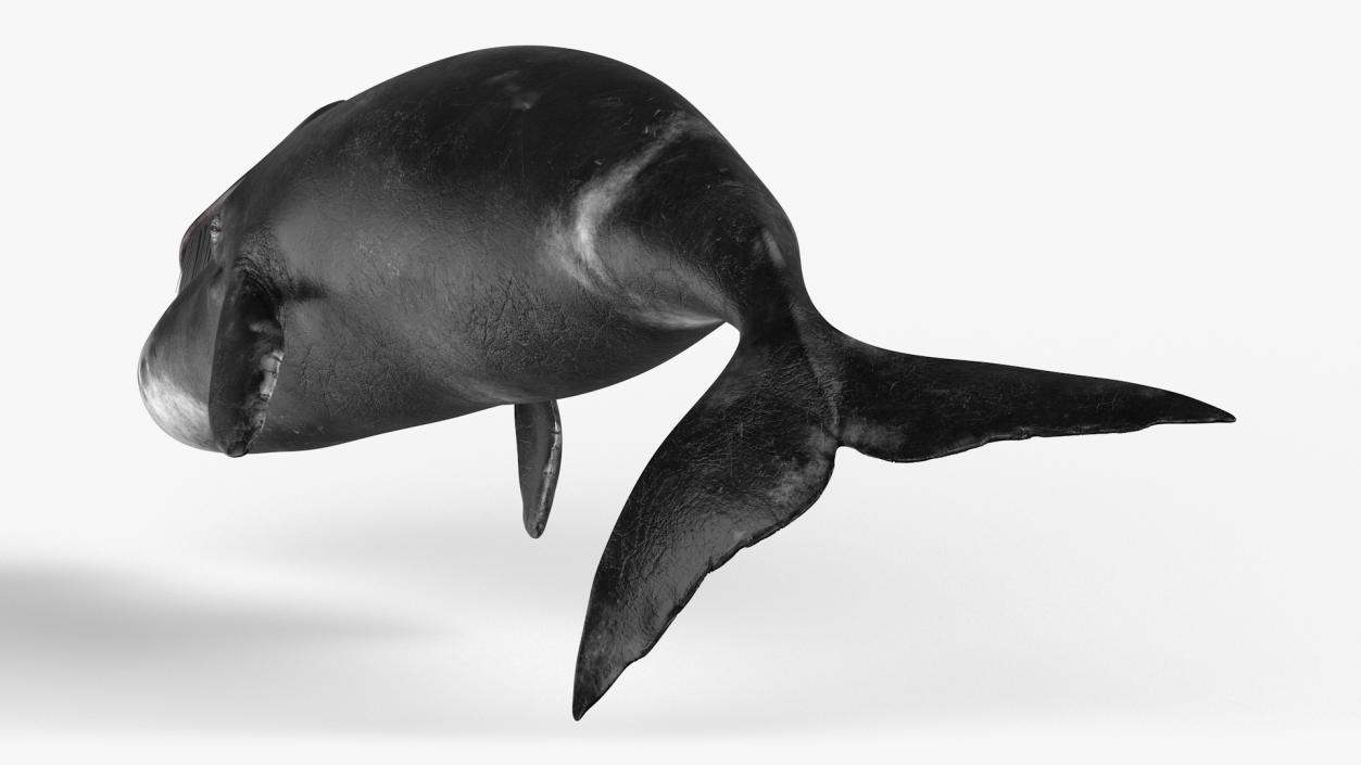 Whales Collection 3 3D model