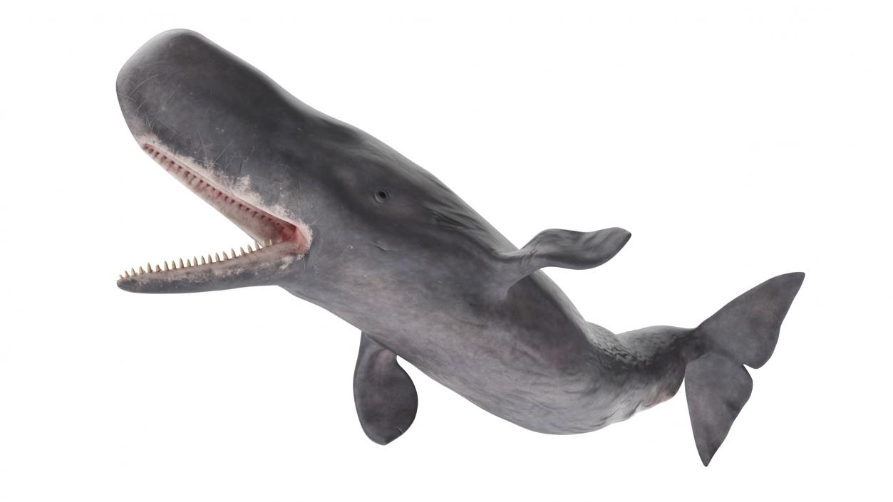 Whales Collection 3 3D model