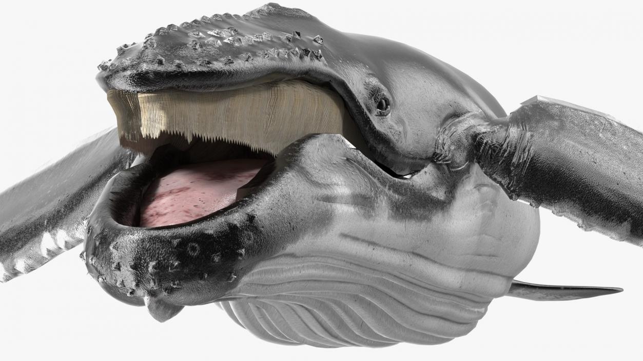 Whales Collection 3 3D model