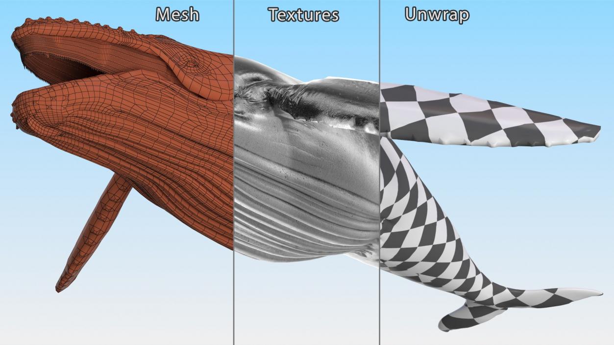 Whales Collection 3 3D model