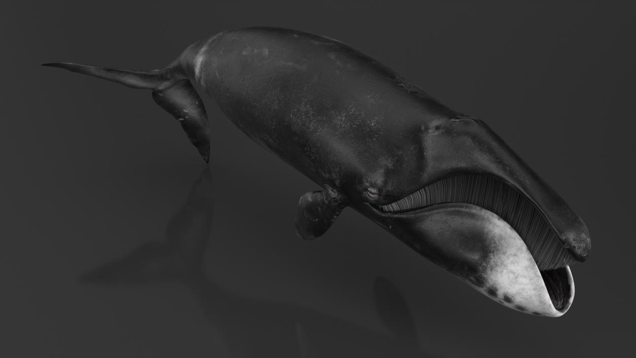 Whales Collection 3 3D model