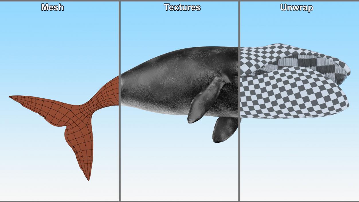 Whales Collection 3 3D model