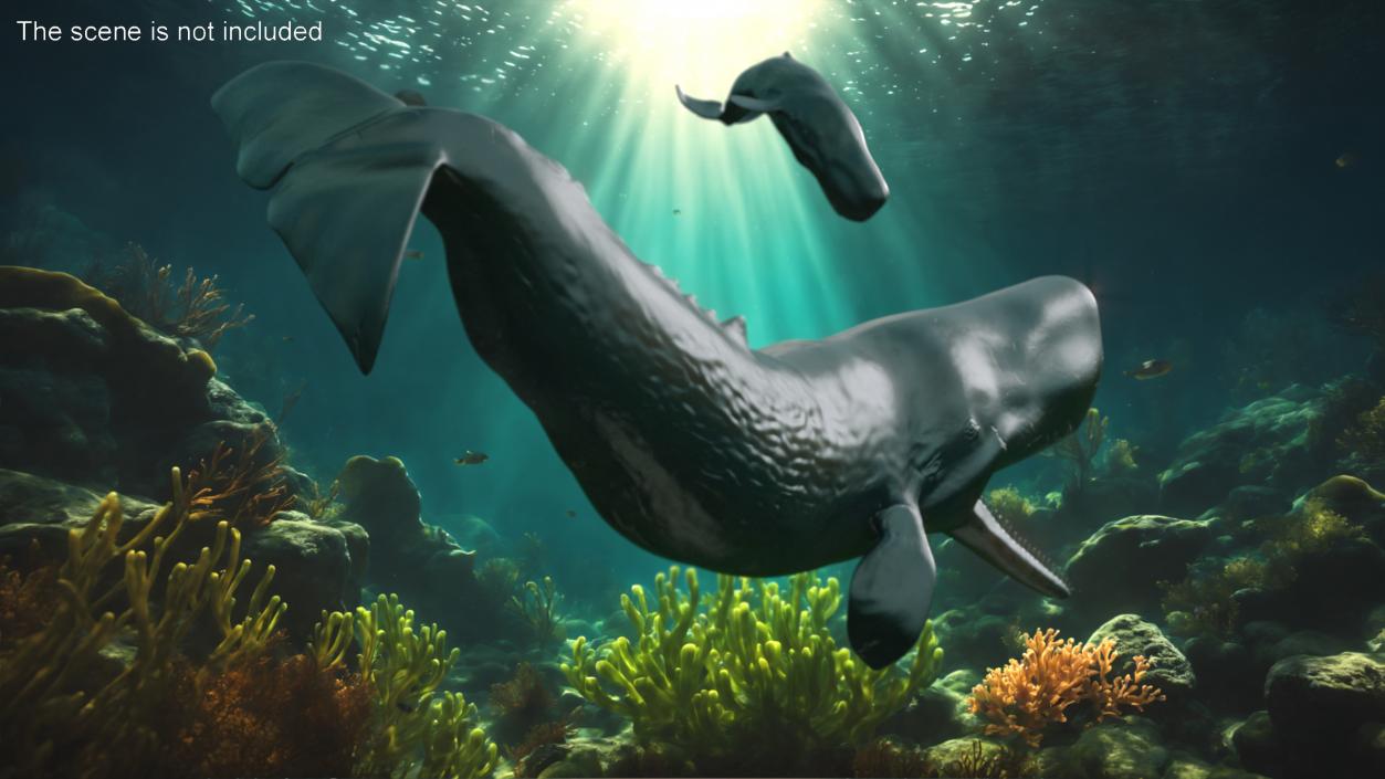 Whales Collection 3 3D model