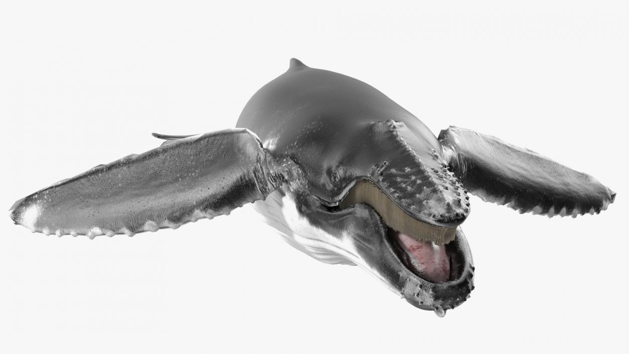 Whales Collection 3 3D model