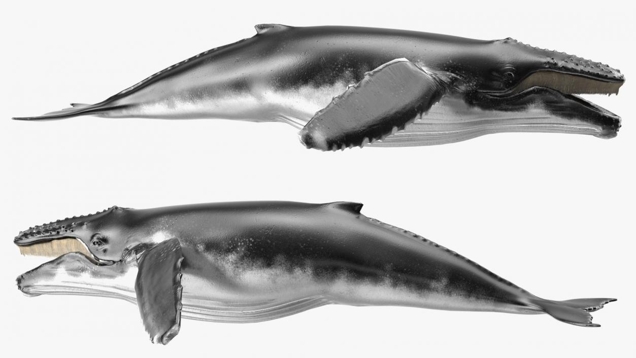 Whales Collection 3 3D model