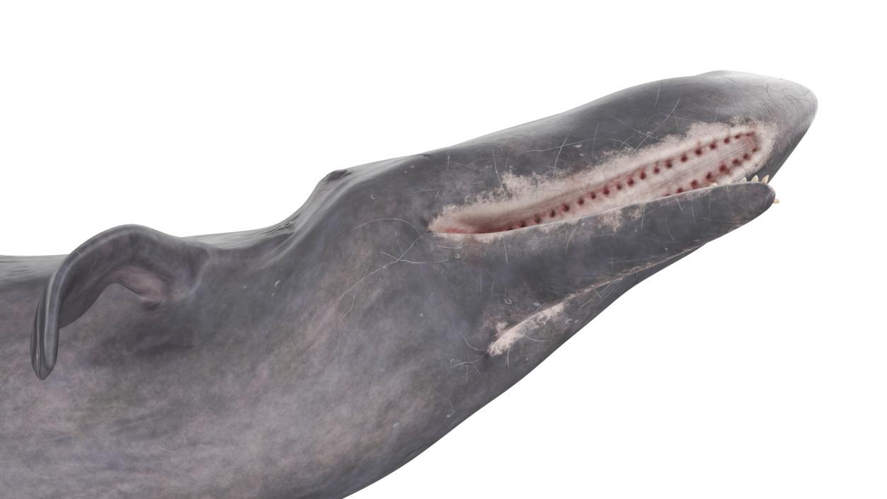 Whales Collection 3 3D model