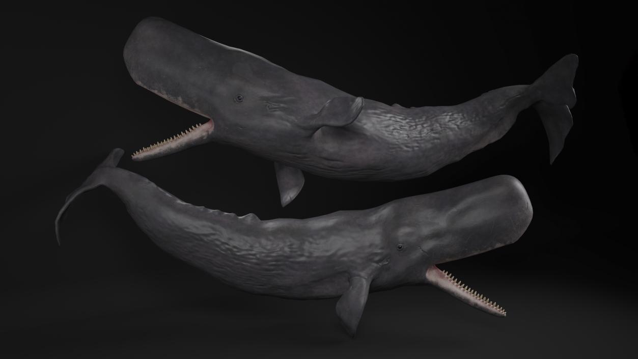 Whales Collection 3 3D model