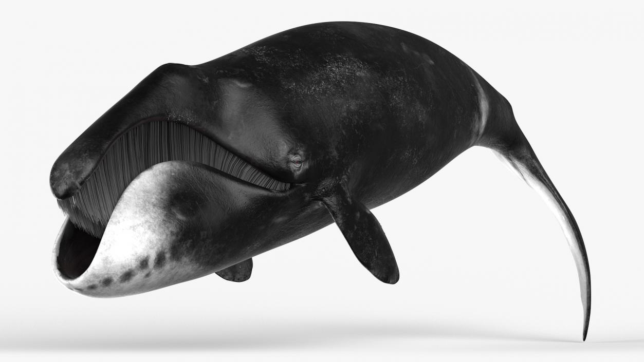 Whales Collection 3 3D model