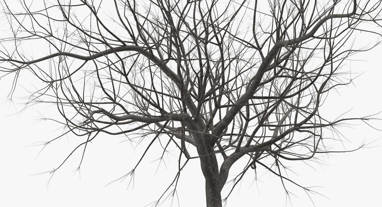 Small Winter Tree 3D