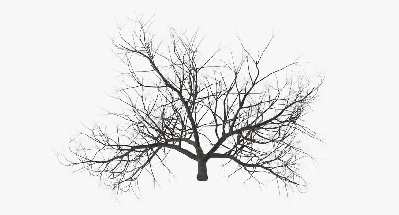 Small Winter Tree 3D