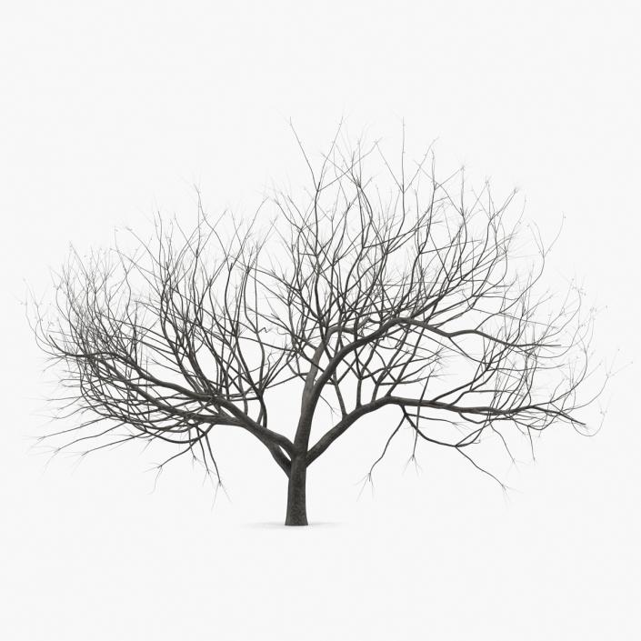 Small Winter Tree 3D