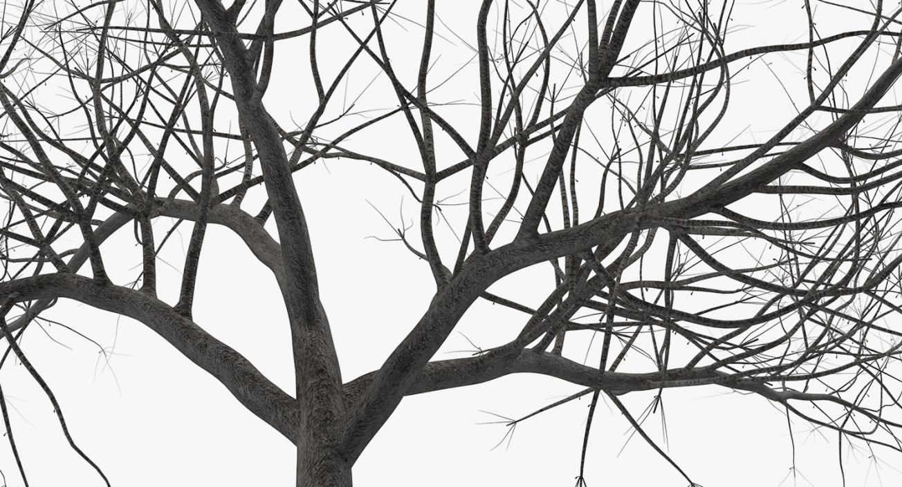 Small Winter Tree 3D