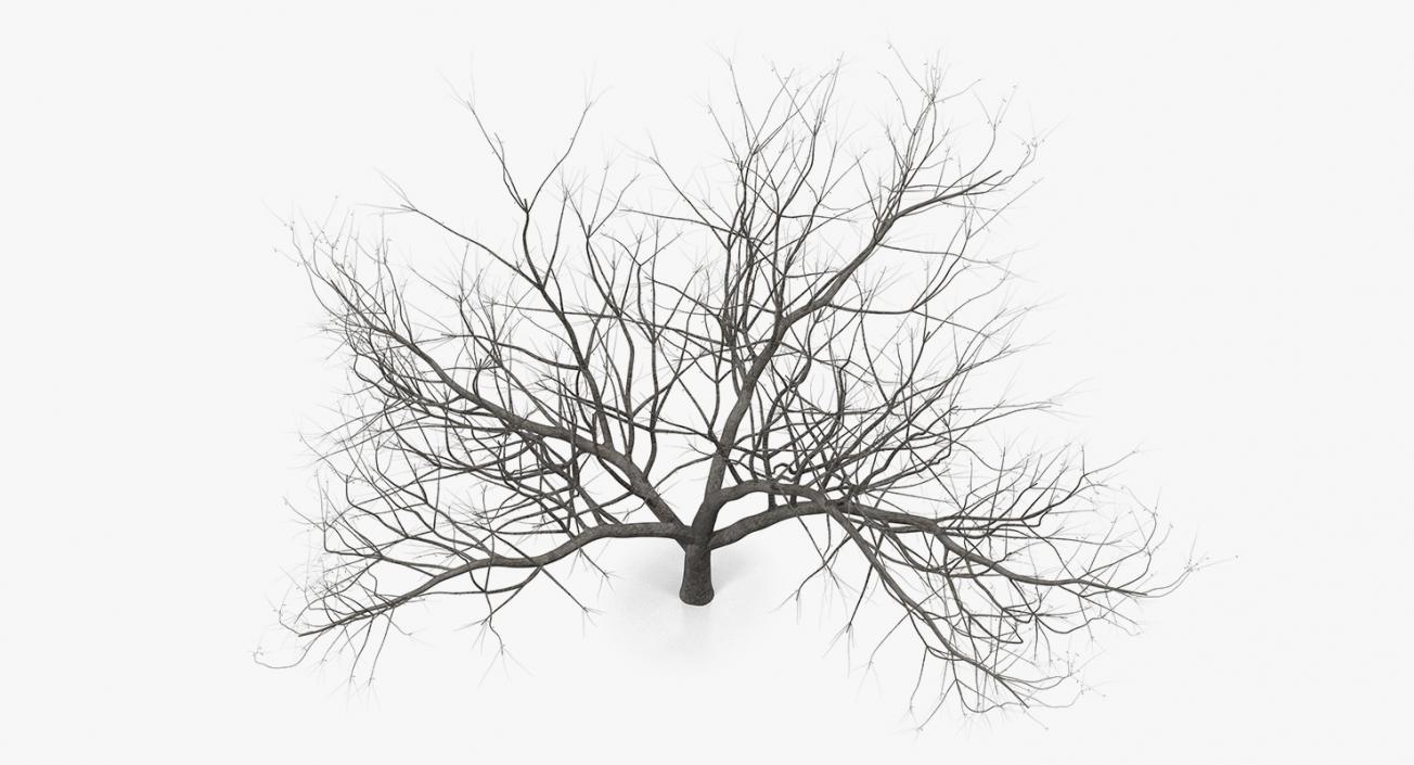 Small Winter Tree 3D