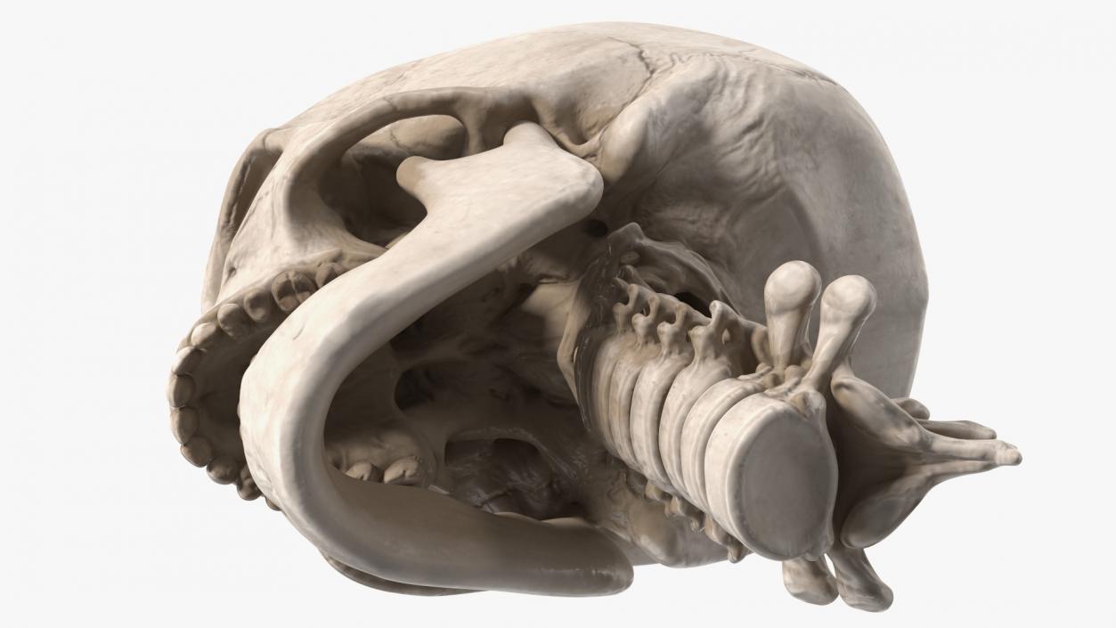 3D Human Skull