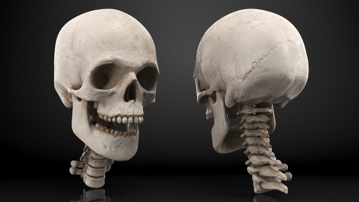 3D Human Skull