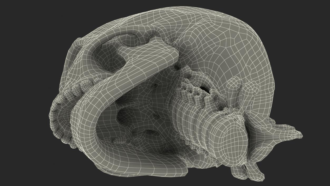 3D Human Skull